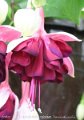 Diamond Lily